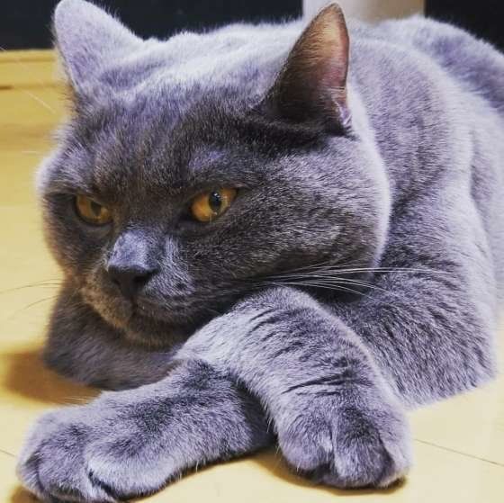 くつろぐ猫