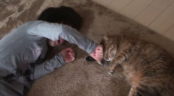 遊ぶ猫