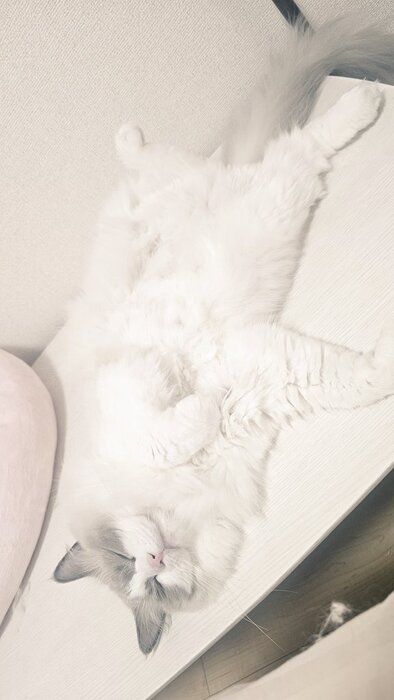 2才のラグドール