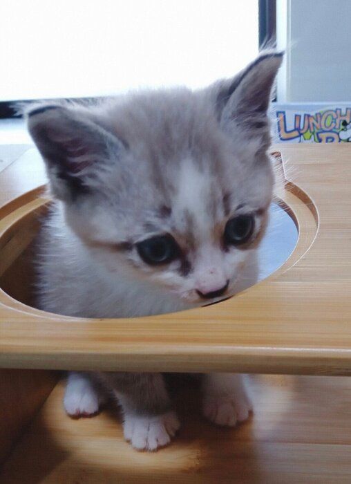 子猫時代の柱太郎くん