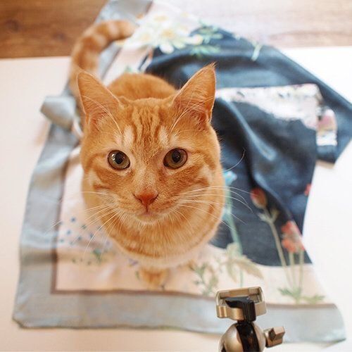 商品撮影に写り込む猫