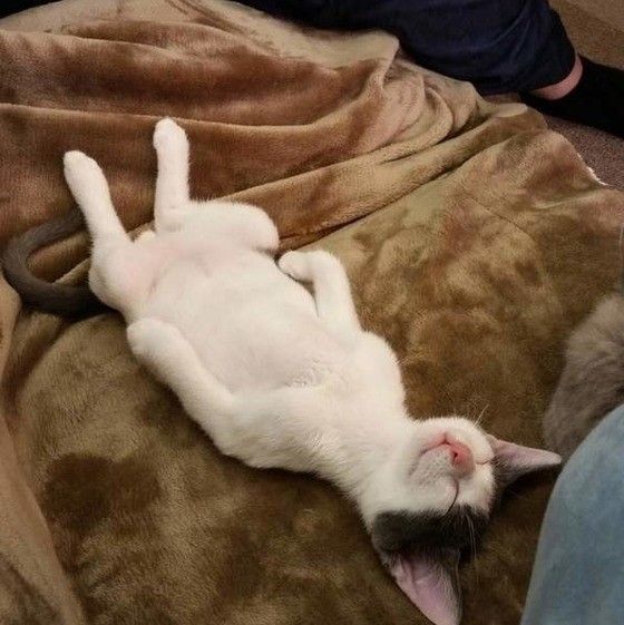 眠る猫