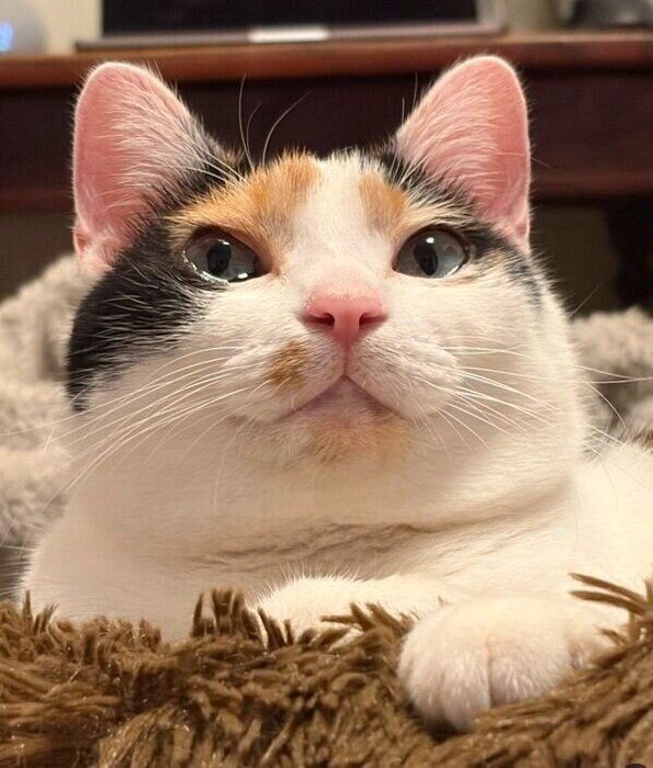 冬仕様でふくふくのニケちゃん