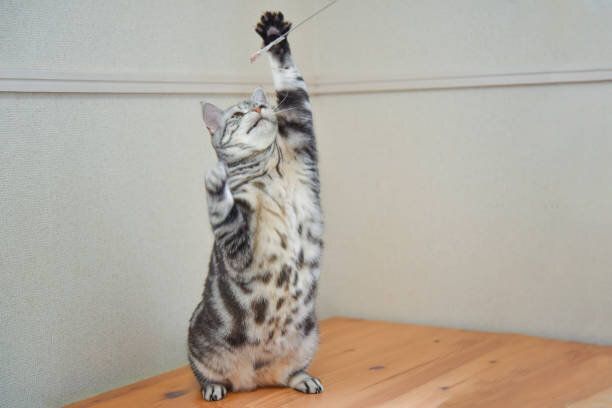 遊ぶ猫