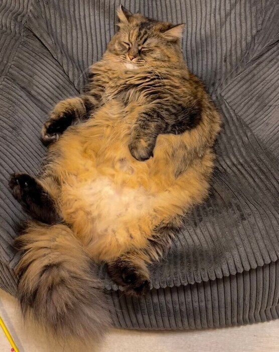 もふもふのお腹を見せて眠るくるみちゃん