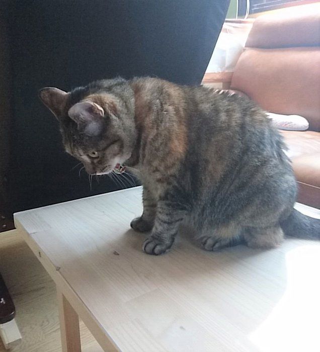 みみちゃん(メス・3才)画像/「ねこのきもち」読者提供