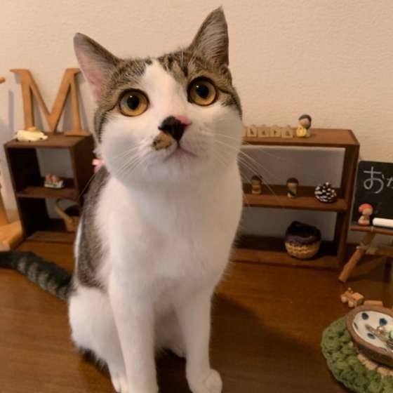見つめる猫