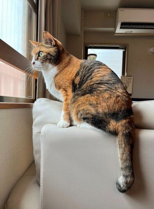 窓の外を見る猫