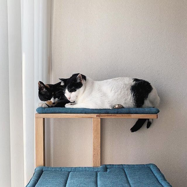 昼寝する猫