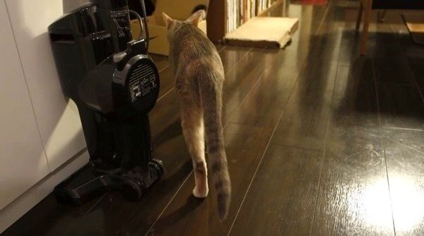 立ち去る猫