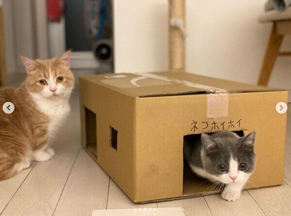 猫たちに大人気の「ネコホイホイ」