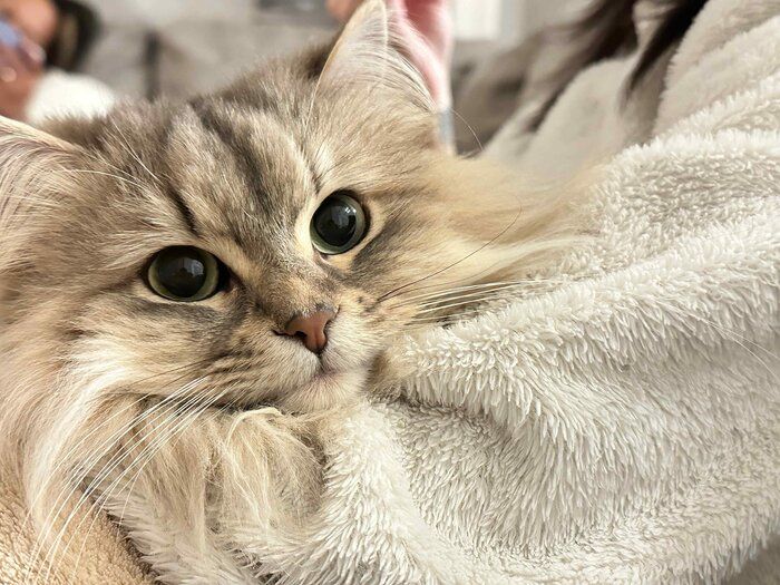 飼い主さんにくっつくしらすちゃん