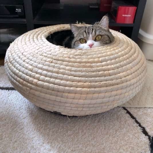 ちぐらから顔を出す猫