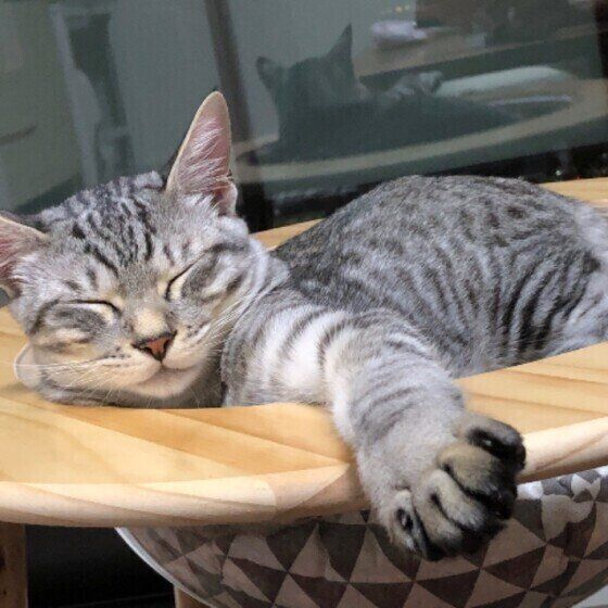 熟睡するサバトラ