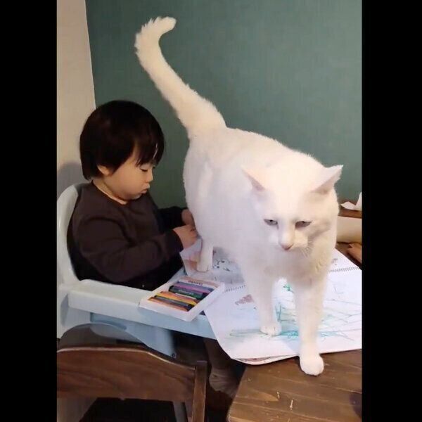 飼い主さんの息子さんに撫でてもらいたいブランくん