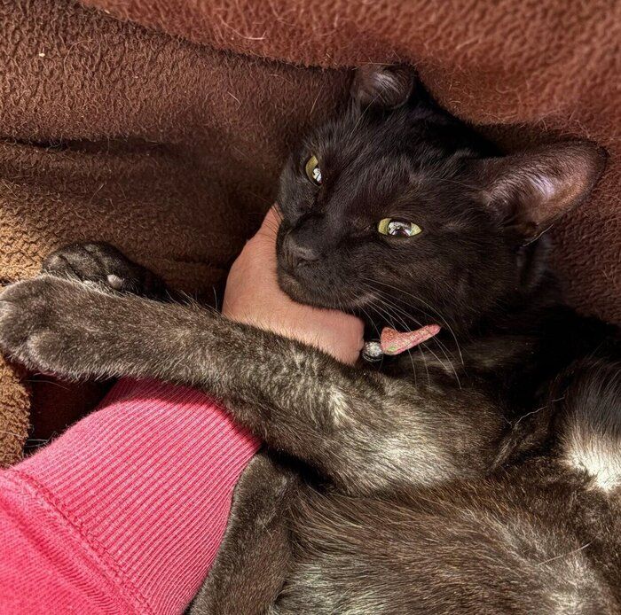 飼い主さんに甘えるてんちゃん