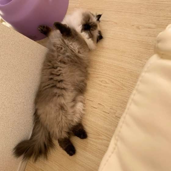 ヒマラヤン・ひなたちゃん