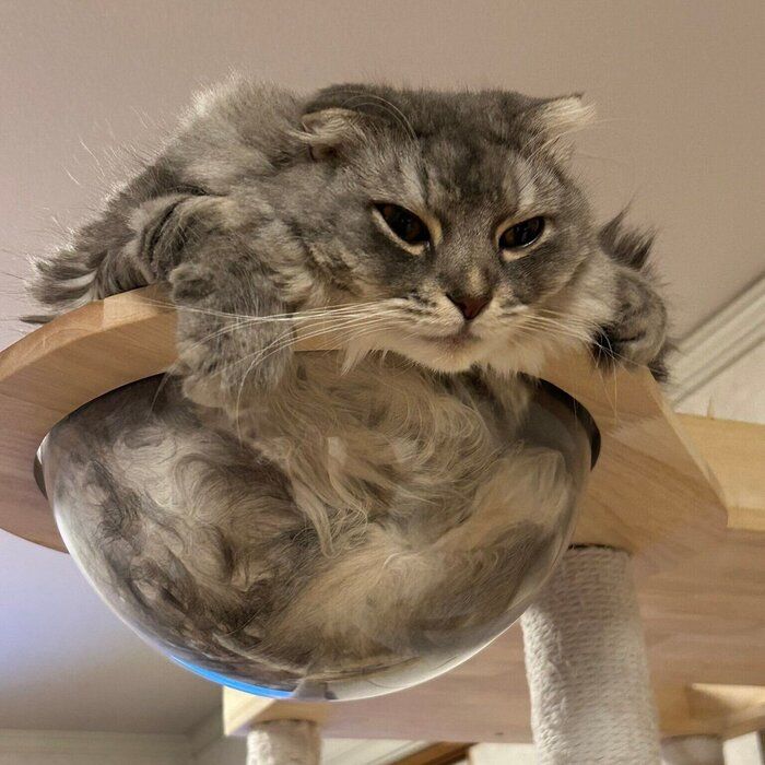 “弟猫”のトロ丸くん