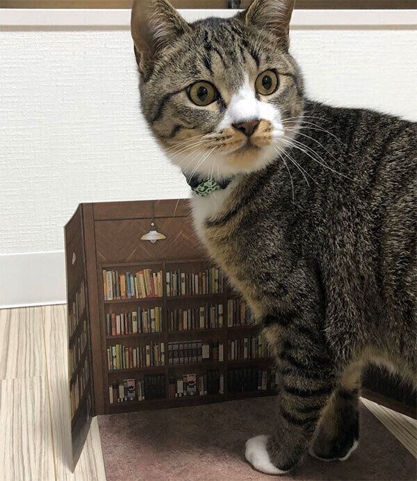見つめるちゃむのすけちゃん
