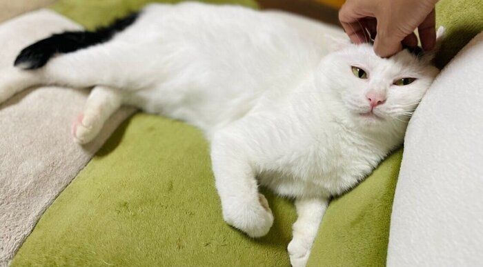 ナデナデしてもらってとろけるぺーちゃん