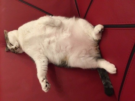 熟睡する猫