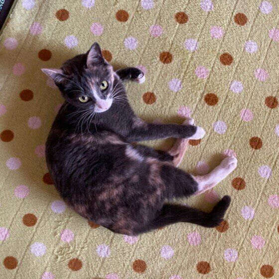 百々ちゃんのかぎしっぽ