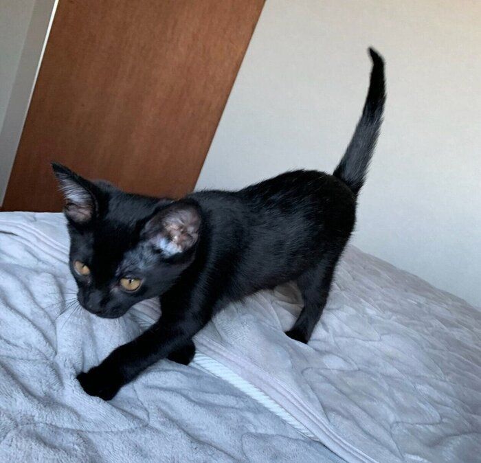 お迎えしたばかりのころのいとちゃん