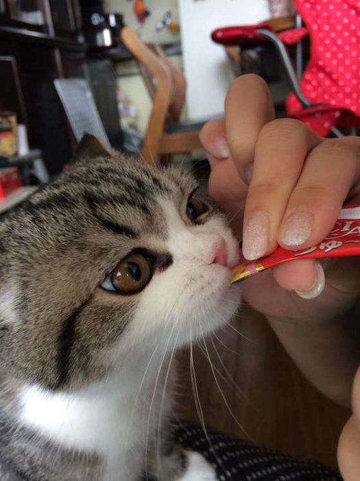 おやつを食べる猫