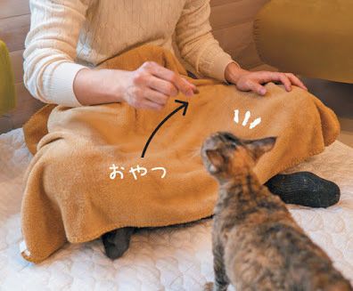 ひざ掛けの上でドライフードを見せる人と猫