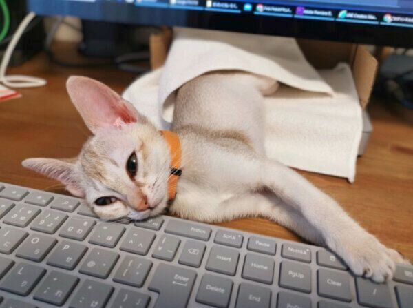 仕事中の飼い主さんにプレッシャーをかけるルルちゃん
