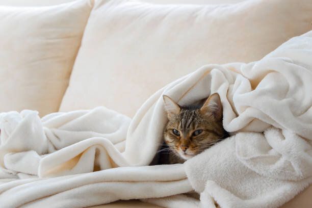 美しいヨーロッパの猫はソファーの柔らかい白い毛布でリラックス