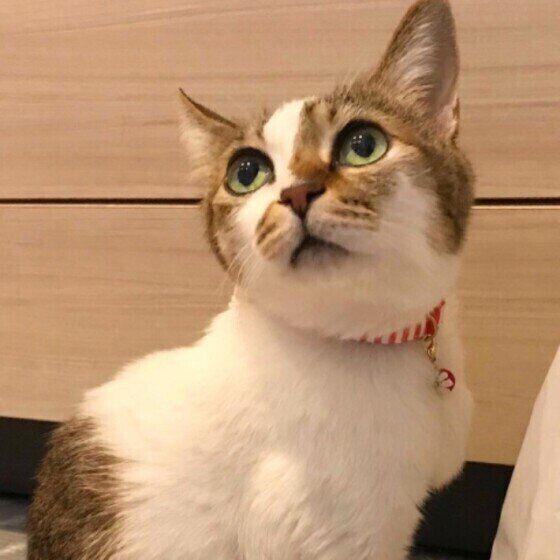 見上げる猫