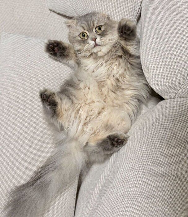 ソファに挟まっているロッシュくん