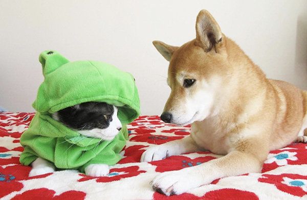はちわれ猫のからしちゃんと柴犬のうららちゃん