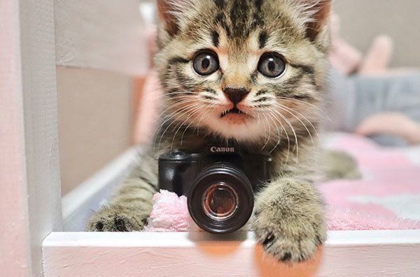 カメラ猫・エルちゃん