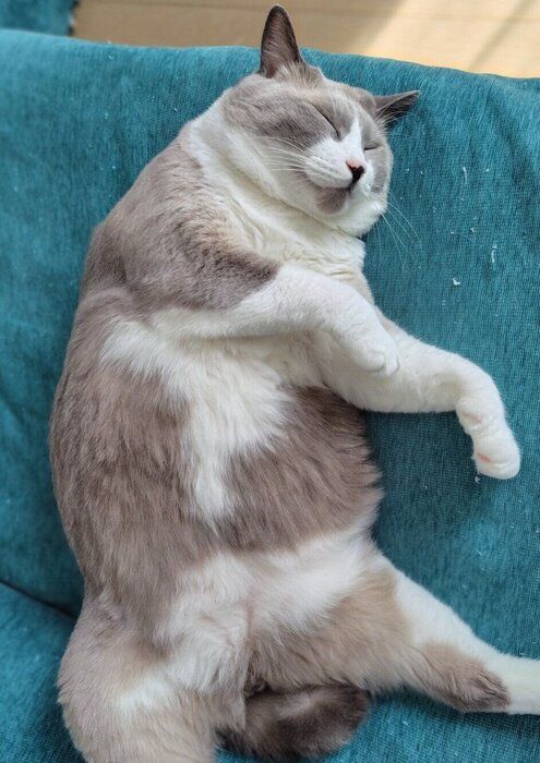 ぐっすり眠るパンくん