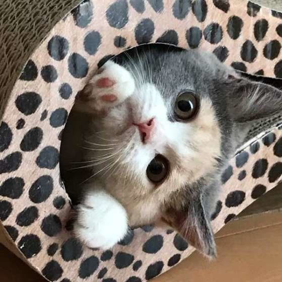 ひょっこり顔を出すブリティッシュショートヘア