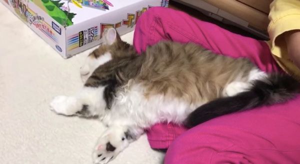 眠る猫