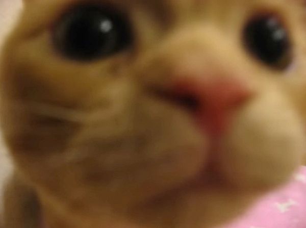 だるま