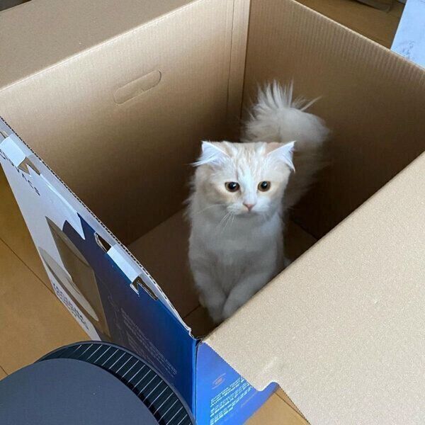 ダンボールに入るラテちゃん