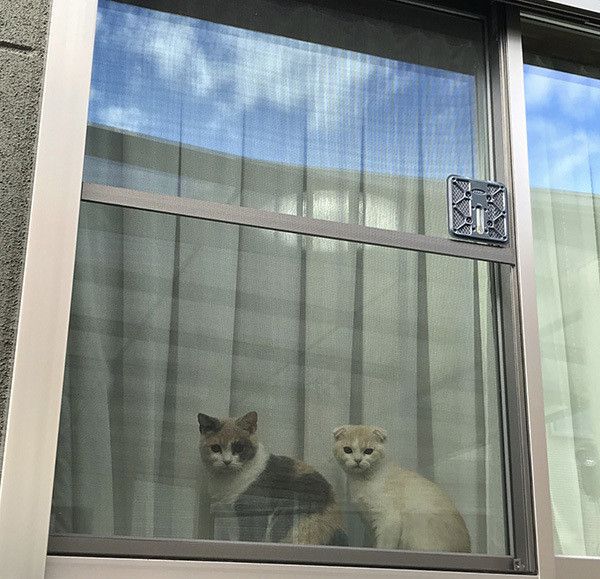 見つめる猫