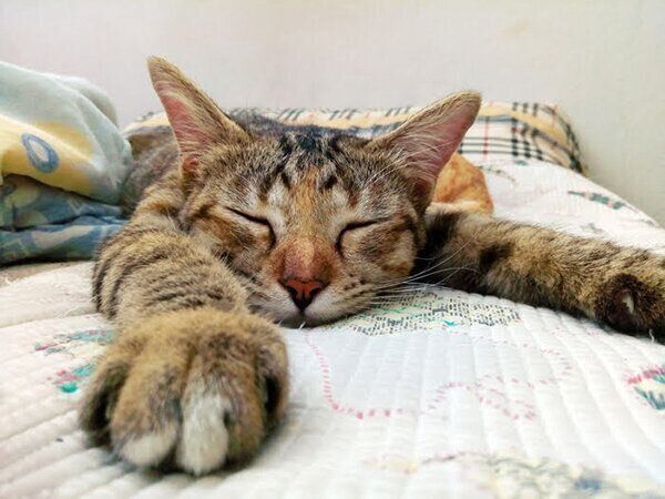 眠る猫