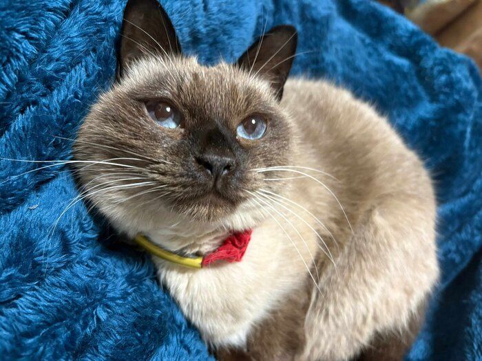 まったりするクロエちゃん