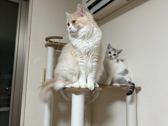 モモちゃんのお迎えから少し経過した頃の2匹の様子