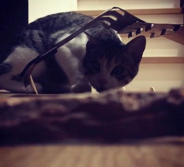 狩りモードの猫