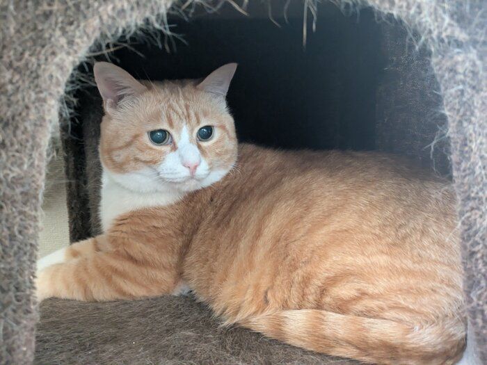キャットタワーでくつろぐ猫
