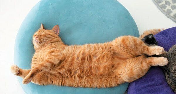 眠る猫