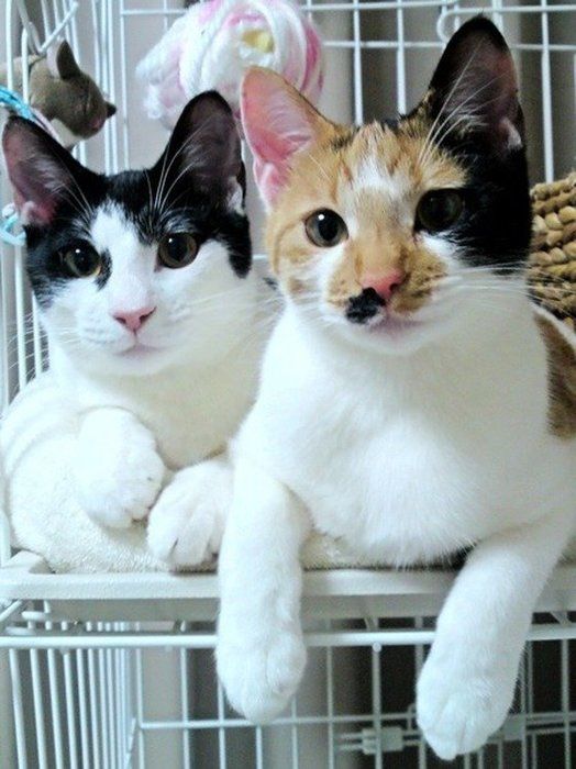 ねこのきもち投稿写真ギャラリー
