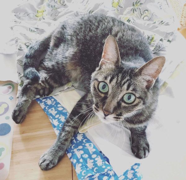 猫のさくらちゃん