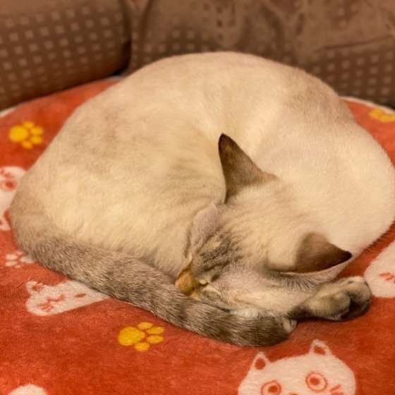 丸まって眠る猫